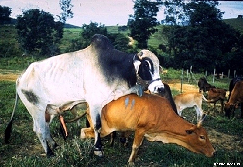 Bull cock. Корова и бык. Спаривание коровы и лошади.